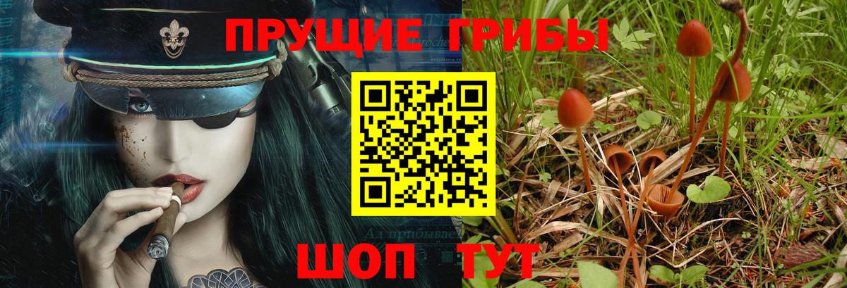 Псилоцибиновые грибы мицелий Абинск